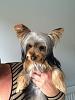 What kind of yorkie is my Addie?-received_10206817307980686-480x640.jpeg