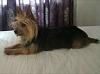 What haircut for a silky yorkie?-received_293696710990217.jpeg