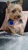 What haircut for a silky yorkie?-1472756130_tmp_2016-09-01_19.jpg