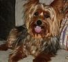 Do i own the largest yorkie?-img_2923.jpg