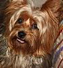 Do i own the largest yorkie?-img_2917.jpg