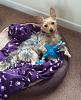 Is my Yorkie a Silky Terrier?-20160912_115404.jpg