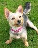 Is my Yorkie a Silky Terrier?-img_0161.jpg