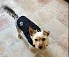 Is my Yorkie a Silky Terrier?-img_0283.jpg