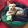 Is my Yorkie a Silky Terrier?-20160709_121949.jpg