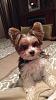 Floppy ears vs standing up ears-img_2463.jpg