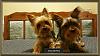 Floppy ears vs standing up ears-2016-08-21_21-09-49-resize.jpg