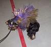 What is your little fur ball going to be for halloween-halloween-2013-004-800x599-.jpg