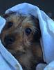 New yorkie-image.jpeg