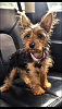 Is my puppy really a yorkie?-img_8968.png