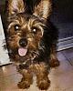 Is my puppy really a yorkie?-img_8967.jpg