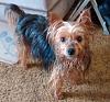 Max isn't exactly a North Dakota snow bunny!-yf-wet-close.jpg