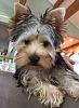 Does my yorkie have poodle in him?-fullsizerender2.jpeg