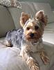 Does my yorkie have poodle in him?-fullsizerender3.jpeg