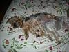 Yorkie Breeder (NY, CT, MA, PA)-our-boys.jpg