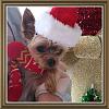 All of a sudden Charlie going nuts in car!-2016-12-05-12.02.38_small.jpg