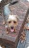 Can anyone tell what this yorkie is mixed with?-c__data_users_defapps_windows-phone_appdata_internetexplorer_temp_saved-images_241044520.jpg