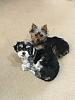 update Bella and spay?-img_3222-2.jpg