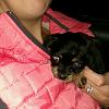 New puppy mommy-res_1483060920491_crop_460x460.jpg