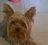 Very Worried about how small my Yorkie Girl Is ?-img_0025.png