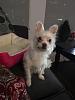White Yorkie?-lily.jpg