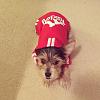 Sherlock Bones Introduction-img_1635.jpg