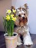 Please send Me Photos to be in the YorkieTalk Calender 2018-user19275732_pic136226_1426754295.jpg