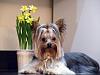 Please send Me Photos to be in the YorkieTalk Calender 2018-user19275732_pic136227_1426754295.jpg