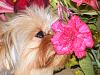 Please send Me Photos to be in the YorkieTalk Calender 2018-user19275732_pic137937_1451575068.jpg