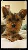 Please send Me Photos to be in the YorkieTalk Calender 2018-2016-07-089511-22-40-resize.jpg