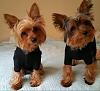 Please send Me Photos to be in the YorkieTalk Calender 2018-2017-01-20_10.14.42-resize.jpg