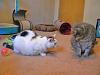 How many of you have more then one dog, cat etc.  ?-dscn2971qw.jpg