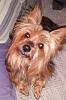 Why did you choose a Yorkie?-yfstllcte.jpg