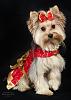 yorkie pom puppy help-yt-lola-heart-photo.jpg