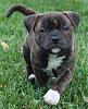 Animal welfare emergency advice needed.-staffy.jpg