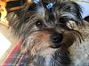 How many of you have a wiry yorkie?-img_0682-04-04-17-09-35.jpeg