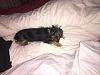 How many of you have a wiry yorkie?-img_0697-04-04-17-09-35.jpeg