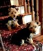 How many of you have a wiry yorkie?-b-national-puppy-day-mar-24-17-reduced-copy.jpeg