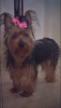 How many of you have a wiry yorkie?-img_1895.png