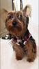 How many of you have a wiry yorkie?-img_1899.png