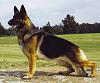 Knowingly breeding with LP-german-shepherd.jpg