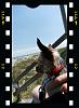 All of a sudden Charlie going nuts in car!-20170407_small.jpg