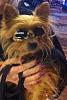 Yorkie sunglasses-piper.jpg