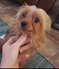 Found Male Yorkie - Sarasota, Florida-missing-month-1.png