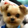 Is this a Yorkie, and what type is it?-yorkie.jpg