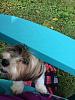 New Yorkie to the family-raelyn-lawn-chair.jpg