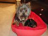 Do Yorkies like being the only dog in the house?-masha.jpg