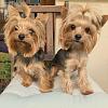 Yorkie pics-yorkies.jpg