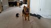 Help !! Too big to be a yorkie ?-img-20160815-wa0002.jpeg