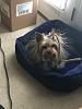 Static Yorkie?-static-emma-copy.jpg